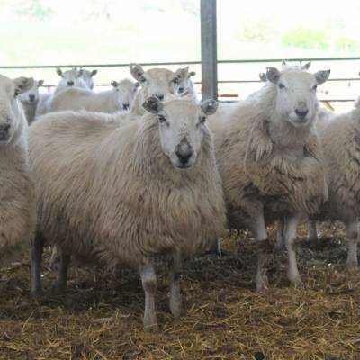 NSA Welsh Sheep 2017