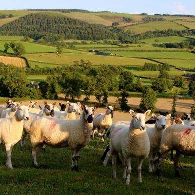 NSA Welsh Sheep 2015
