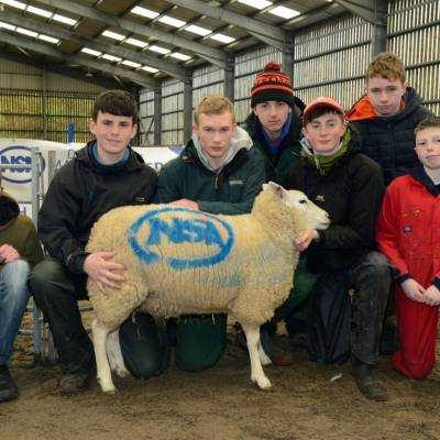 NSA Welsh Sheep 2019
